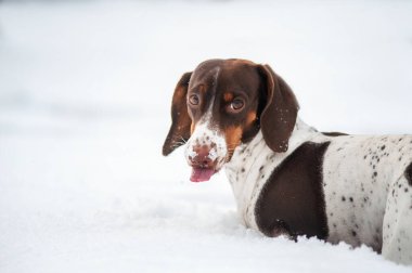 Kar üzerinde köpek gezintisi. Köpeklerin güzel kış fotoğrafları.