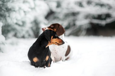 Siyah ten rengi ve bembeyaz dachshund köpekleri karda kış yürüyüşü. Köpeklerin güzel kış fotoğrafları.