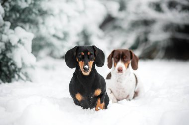 Siyah ten rengi ve bembeyaz dachshund köpekleri karda kış yürüyüşü. Köpeklerin güzel kış fotoğrafları.