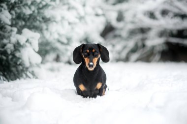 köpek dachshund siyah bronz kış yürüyüşü karda güzel kış kış fotoğrafları