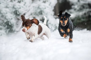 Siyah ten rengi ve bembeyaz dachshund köpekleri karda kış yürüyüşü. Köpeklerin güzel kış fotoğrafları.