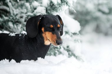 köpek dachshund siyah bronz kış yürüyüşü karda güzel kış kış fotoğrafları