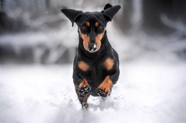 köpek dachshund siyah bronz kış yürüyüşü karda güzel kış kış fotoğrafları