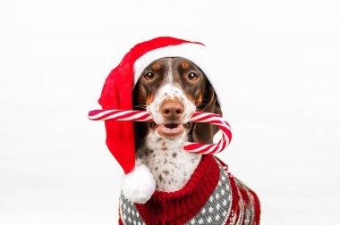 Stüdyoda bir evcil hayvanın Noel fotoğrafı, yeni yıl kostümlü bir köpek.