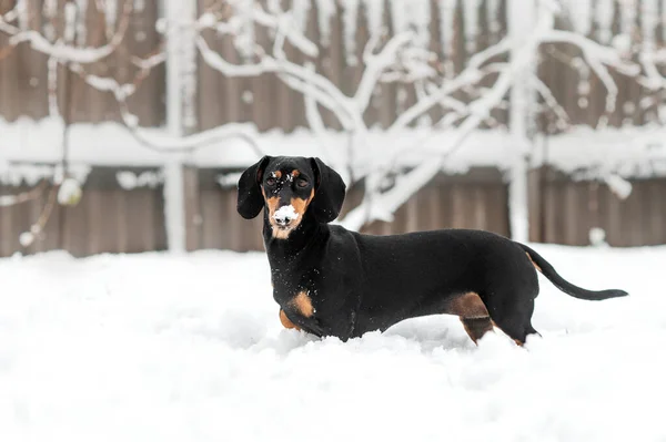 stock image dog dachshund black tan winter walk in the snow beautiful winter photos of dogs