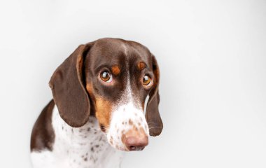 piebald dachshund köpek komik görünümlü portre beyaz arka planda