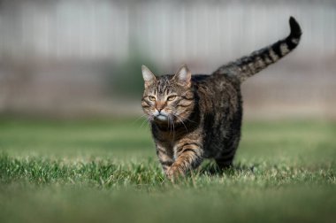 Çizgili evcil kedi yeşil bir çimenlikte yürüyüş yapıyor. Kedilerin bahar portreleri. Evcil hayvanların güzel fotoğrafları.