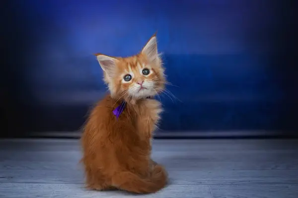 红色缅因州小猫在蓝色背景上可爱的宠物 幼猫的照片 — 图库照片