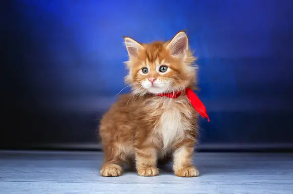 红色缅因州小猫在蓝色背景上可爱的宠物 幼猫的照片 — 图库照片
