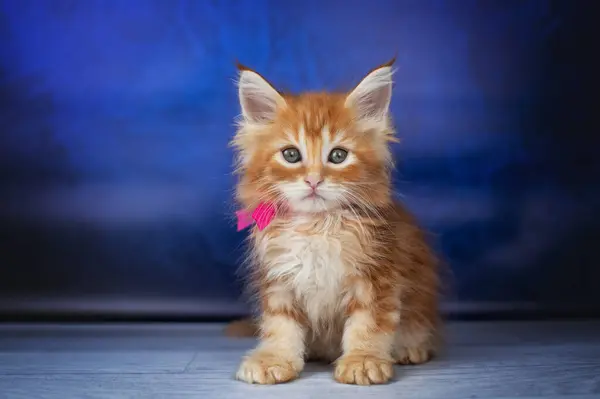 Pěkný Studio Foto Červené Maine Coon Koťata Modrém Pozadí Roztomilé — Stock fotografie