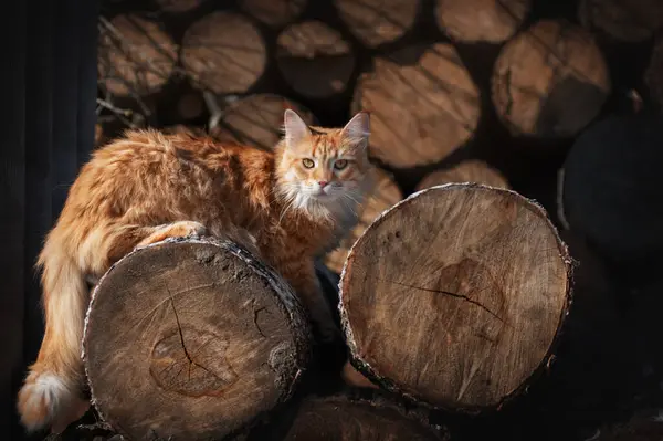 Maine Coon Röd Katt Promenad Mot Bakgrund Träd Gården Katter — Stockfoto