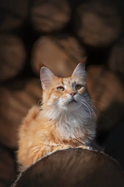 Maine Coon Czerwony Kot Spacer Tle Drzew Podwórku Gospodarstwa Koty — Zdjęcie stockowe