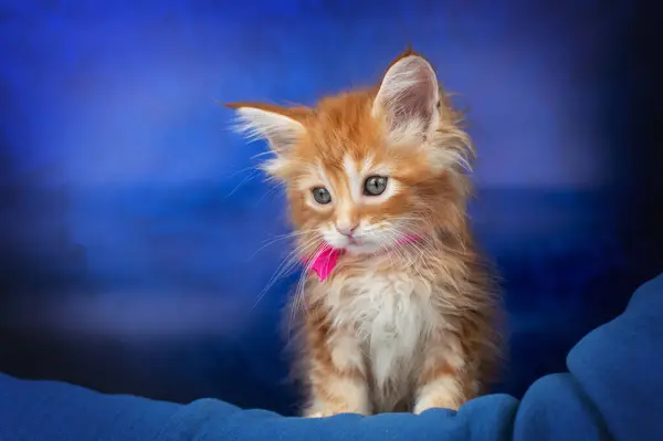 Kırmızı Maine Rakun Mavi Arka Plandaki Kedi Yavrularının Güzel Bir Telifsiz Stok Fotoğraflar