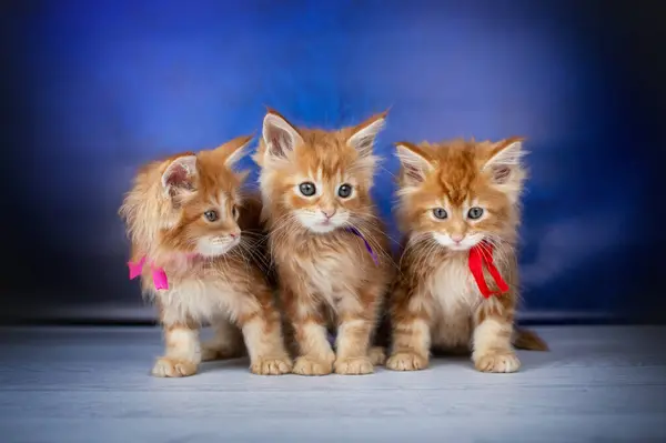 Kırmızı Maine Rakun Mavi Arka Plandaki Kedi Yavrularının Güzel Bir Stok Fotoğraf