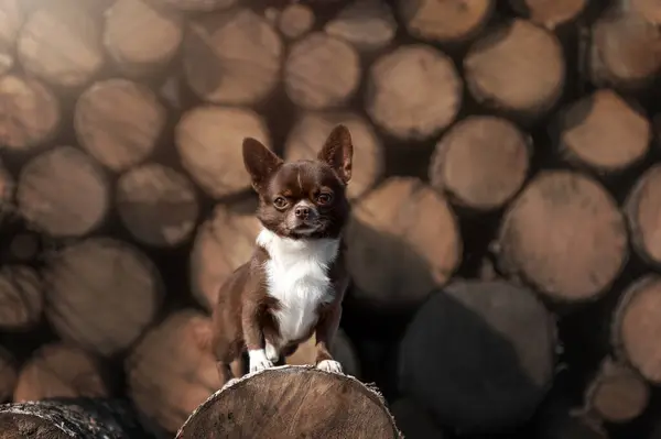 Bahçede Yürüyen Köpek Yavrusu Tahta Arka Plan Güzel Çikolatalı Köpek - Stok İmaj