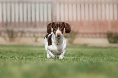 Yeşil çimlerde koşan piebald dachshund köpeği. Dışarıdaki evcil hayvanların fotoğrafı.