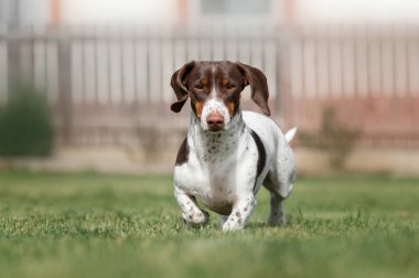 Yeşil çimlerde koşan piebald dachshund köpeği. Dışarıdaki evcil hayvanların fotoğrafı.