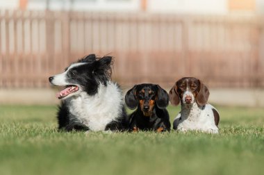 Sınır çoban köpeği ve dachshund köpek arkadaşlığı evcil hayvanların yeşil çimenlik fotoğrafında oynuyorlar.