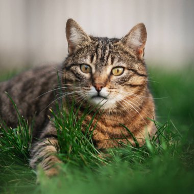 Bahçede dinlenen tekir kedi. Kedi gibi güzel hayvan portreleri.