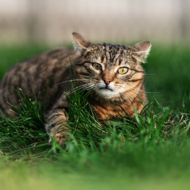 Bahçede dinlenen tekir kedi. Kedi gibi güzel hayvan portreleri.