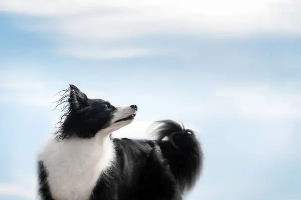 Border Collie Hond Geniet Van Lucht Natuur Mooi Portret — Stockfoto