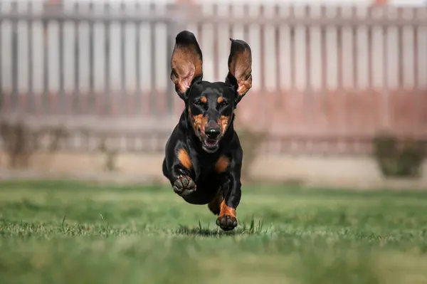 Dackelhund Genießt Das Leben Glücklich Auf Dem Frühlingsrasen Freien Glückliche — Stockfoto