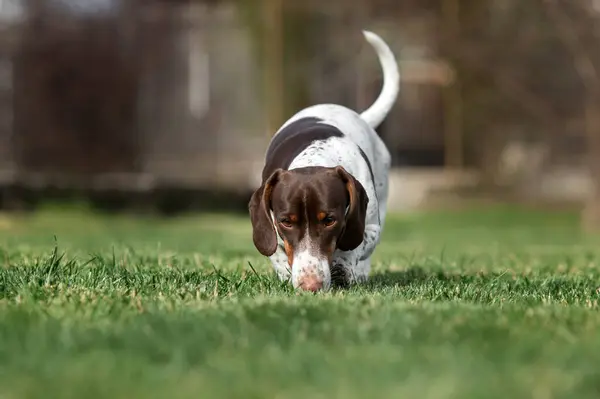 Piebald Dachshund Dog Walking Lawn Sniffing Grass Spring Pet Photos — Stock Photo, Image