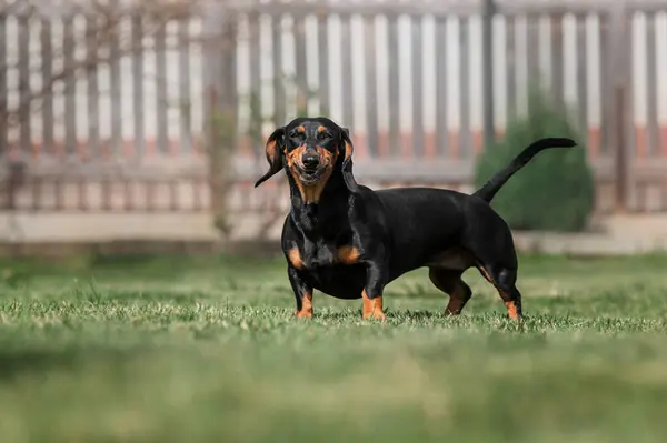 Dachshund Dog Stands Smiles Yard Green Lawn — Stock Photo, Image