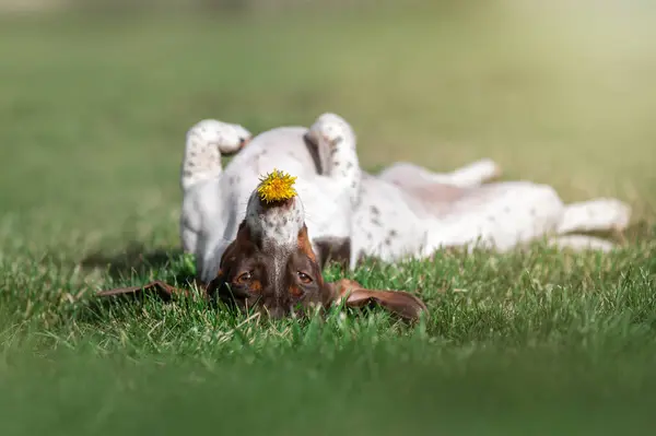 Piebald Dachshund Dog Holding Yellow Dandelion His Teeth Funny Photos — Stock Photo, Image