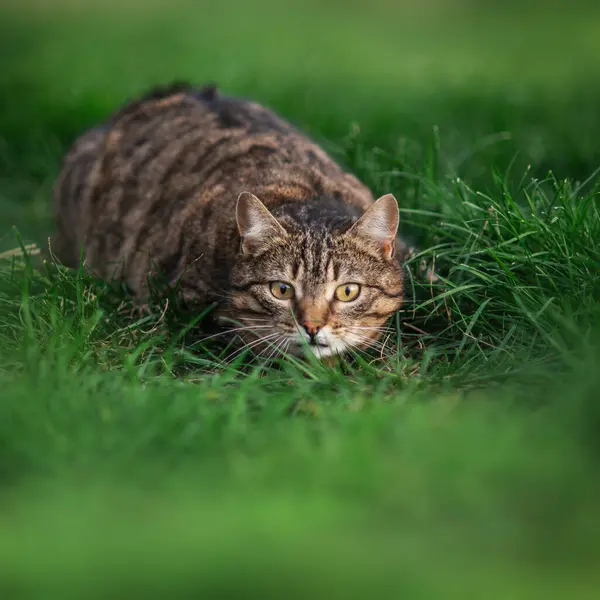 Gato Tabby Descansando Césped Fuera Gato Caminar Hermosa Mascota Retratos —  Fotos de Stock