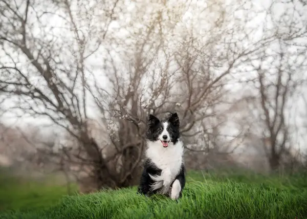 Cão Fronteira Collie Sênior Bela Primavera Retrato Com Árvores Florescendo — Fotografia de Stock