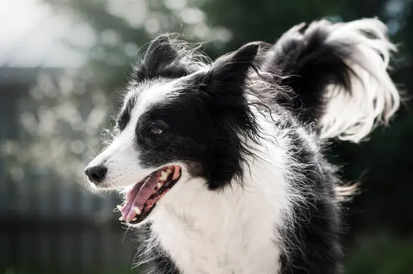 Sınır Çoban Köpeği Doğadaki Havanın Tadını Çıkarıyor Güzel Bir Portre Stok Fotoğraf