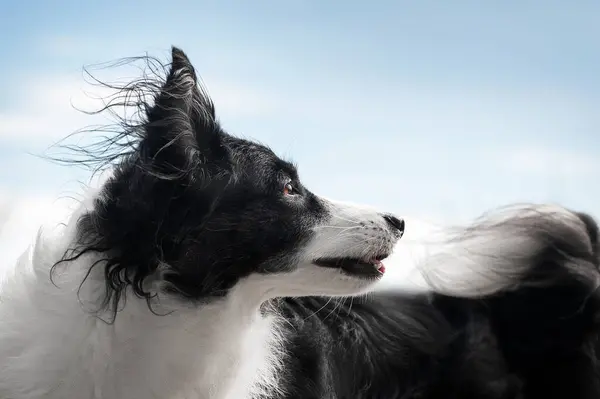 Sınır Çoban Köpeği Doğadaki Havanın Tadını Çıkarıyor Güzel Bir Portre Stok Resim