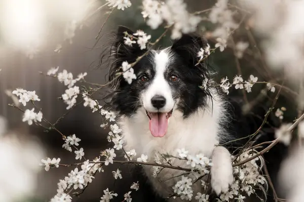 Köpek Sınırındaki Çoban Köpeği Çiçek Açan Ağaçlarla Güzel Bahar Portresi - Stok İmaj