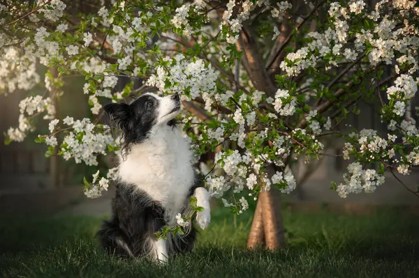 Fotos Primavera Collie Fronterizo Árbol Floreciente Hermosos Retratos Perro Inteligente — Foto de Stock
