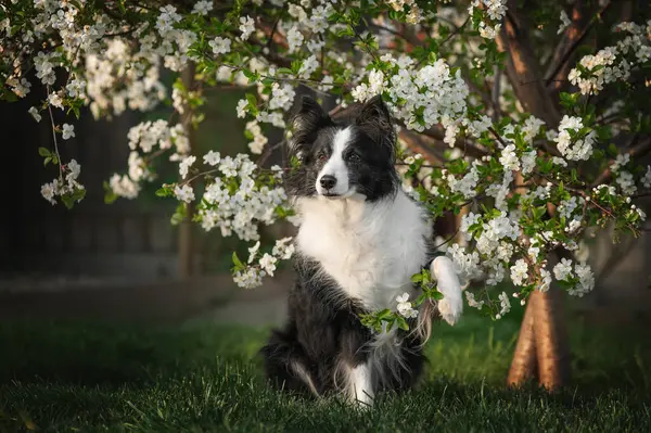 Çiçek Açan Ağaçtaki Bir Çoban Köpeğinin Bahar Fotoğrafları Akıllı Bir Telifsiz Stok Imajlar