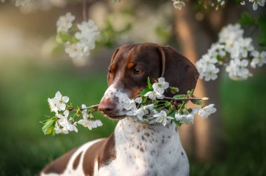 Piebald Dachshund çiçek açan bir ağacın altında oturur ve dişlerinde çiçekler olan bir dal tutar baharda çekilen sevimli köpek fotoğrafı.