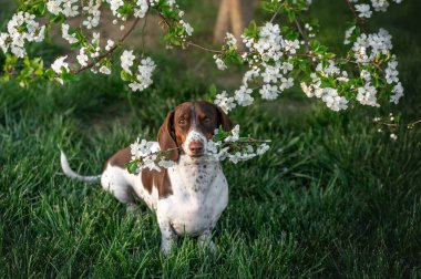 Piebald Dachshund çiçek açan bir ağacın altında oturur ve dişlerinde çiçekler olan bir dal tutar baharda çekilen sevimli köpek fotoğrafı.