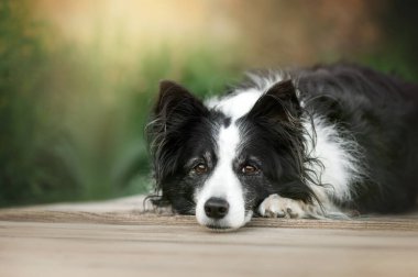 Sınır çoban köpeği yeşil arka planda güzel bir portre
