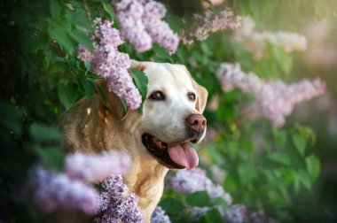 Yaşlı köpek beyaz labrador bahar parkında yürürken çiçek açan leylağın arka planına karşı.