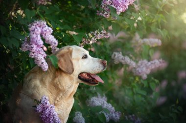 Yaşlı köpek beyaz labrador bahar parkında yürürken çiçek açan leylağın arka planına karşı.