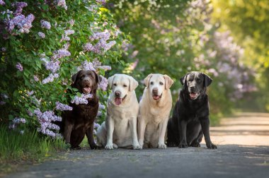 Farklı renklerde dört labrador köpeği çiçek açan leylak çalılarının arka planında yan yana otururlar.