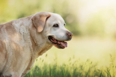İlkbaharda parkta yürüyüş yapan yaşlı köpek kremi labrador, doğal bir arka planda portre.