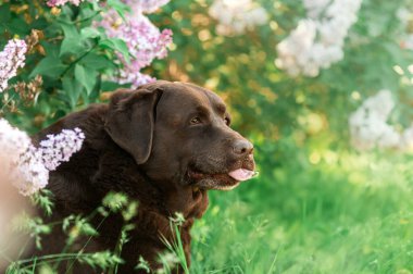 Baharda parkta yürüyüş yapan yaşlı köpek çikolatalı labrador, doğal arka planda komik bir portre.