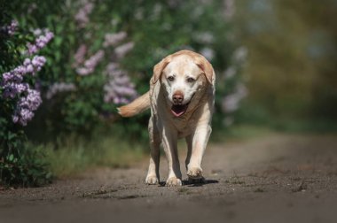 Yaşlı köpek beyaz labrador bahar parkında yürürken çiçek açan leylağın arka planına karşı.