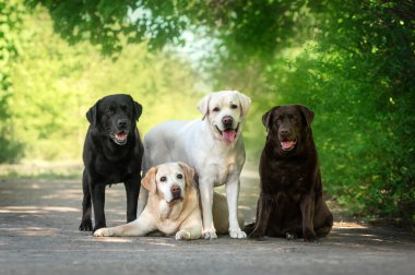 Farklı renklerde dört labrador köpeği doğal yeşil arka planda farklı pozlarda yan yana oturuyor.