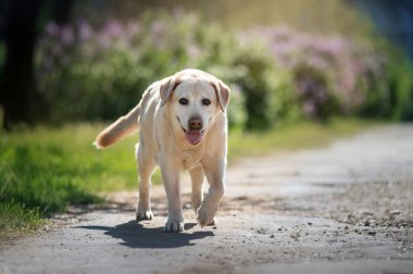 Yaşlı köpek beyaz labrador bahar parkında yürürken çiçek açan leylağın arka planına karşı.