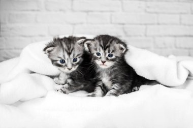 Mavi gözlü küçük bir Maine Rakunu beyaz kabarık bir battaniyenin içinde kurnazca oynuyor.