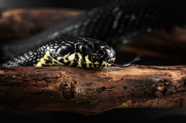 non-venomous black snake portraits in the studio on a black background clipart