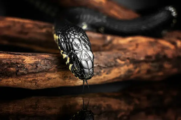 stock image non-venomous black snake portraits in the studio on a black background